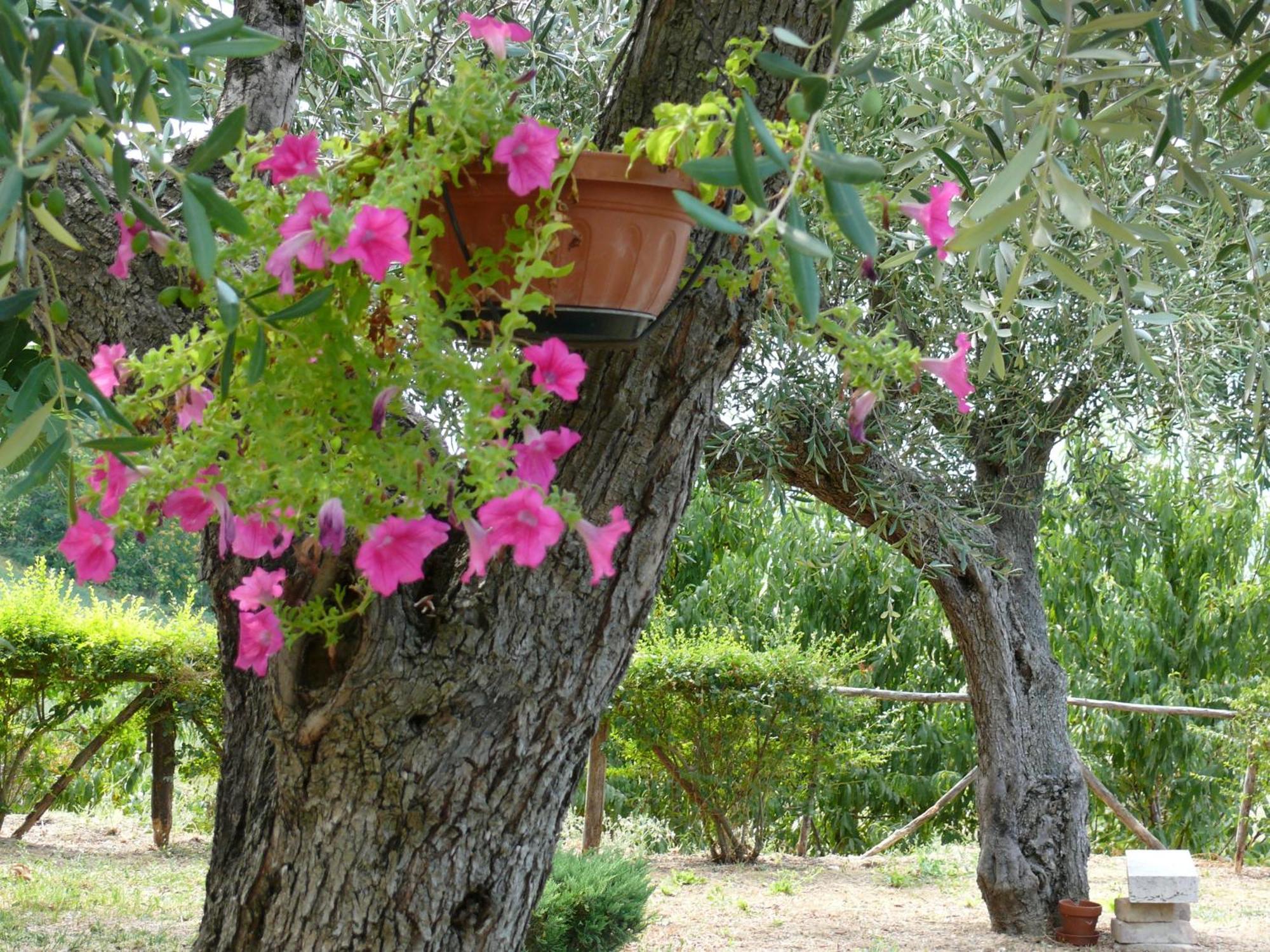 Bed&Breakfast Giardino Agritourist Controguerra 外观 照片